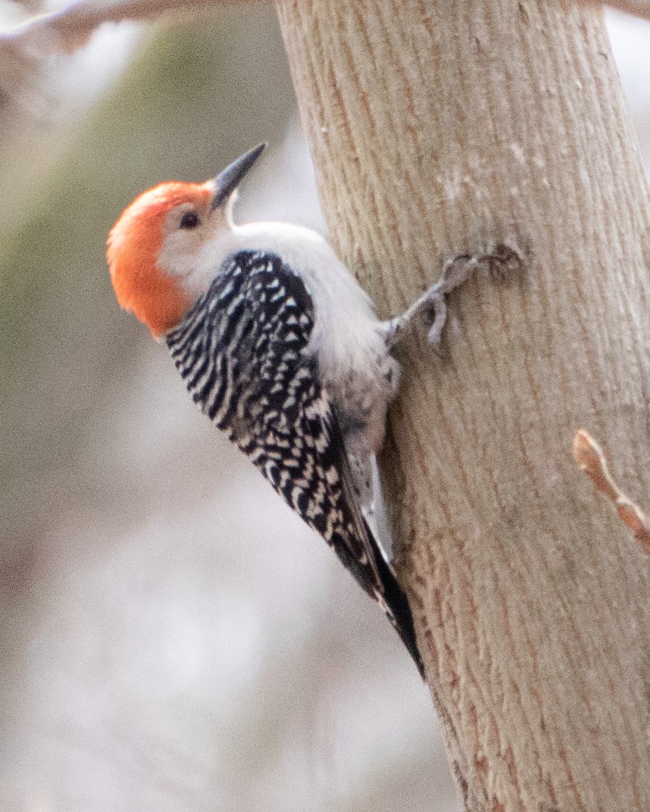 Red-bellied Woodpecker - ML550879021