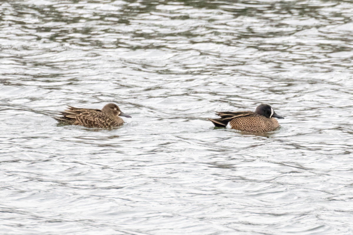 Blue-winged Teal - ML550879081