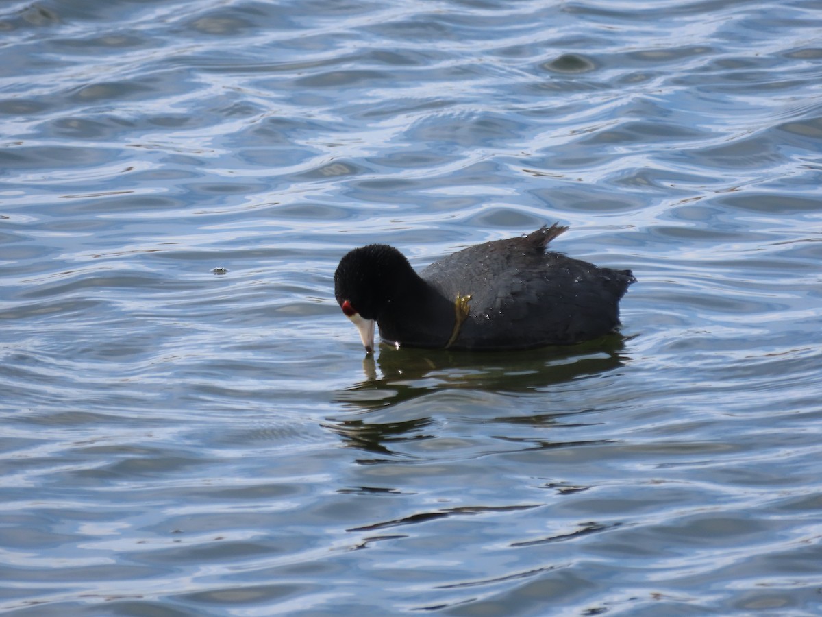 American Coot (Red-shielded) - ML550879451