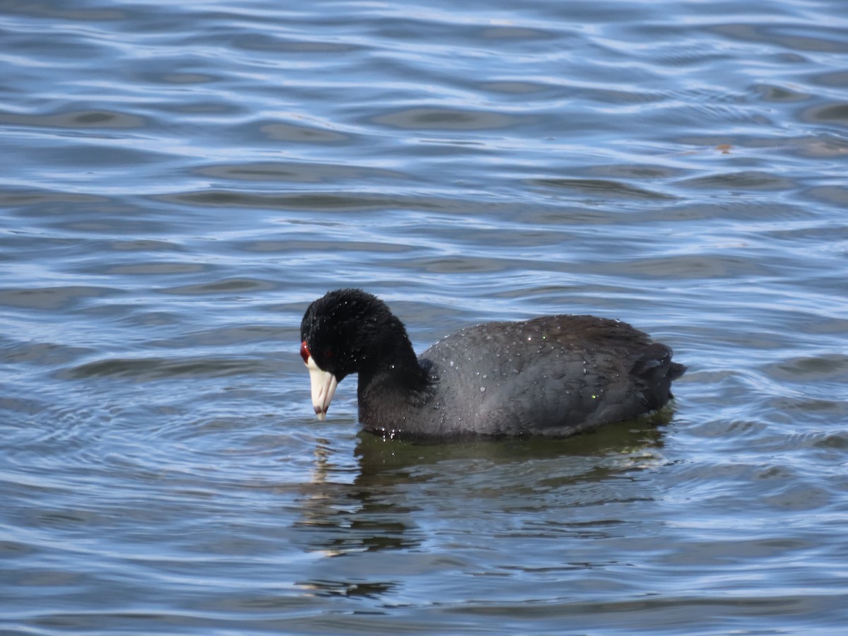 American Coot (Red-shielded) - ML550879471
