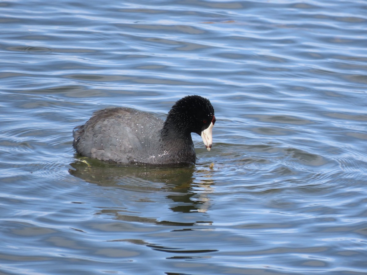 American Coot (Red-shielded) - ML550879481