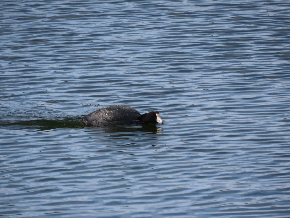 American Coot (Red-shielded) - ML550879491