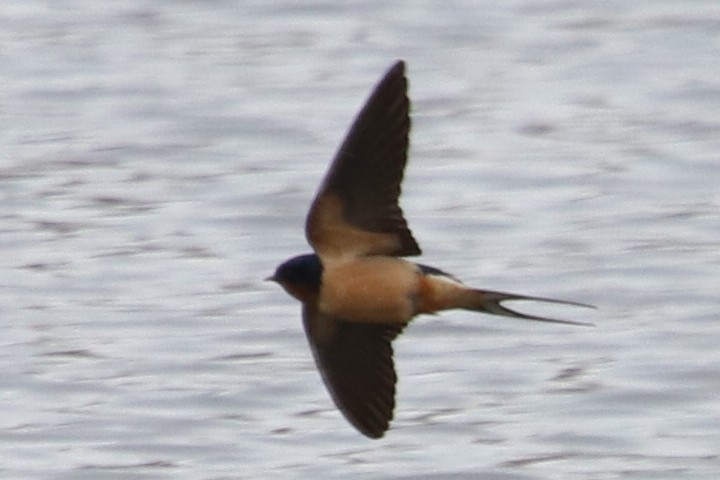 Barn Swallow - Phil Mills