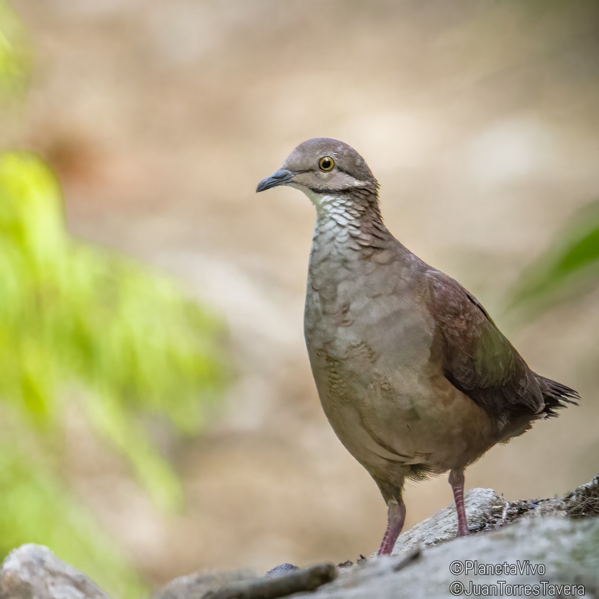 White-throated Quail-Dove - ML550882131