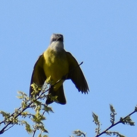 Couch's Kingbird - ML550883251