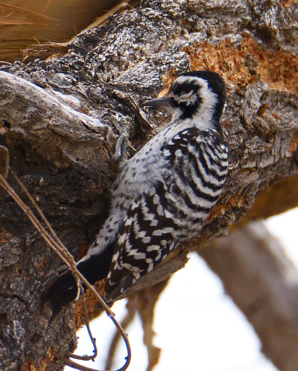 Ladder-backed Woodpecker - ML550886211