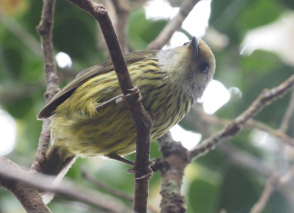 Palawan Striped-Babbler - ML550887291