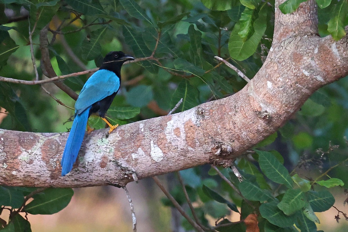 Yucatan Jay - Michael O'Brien