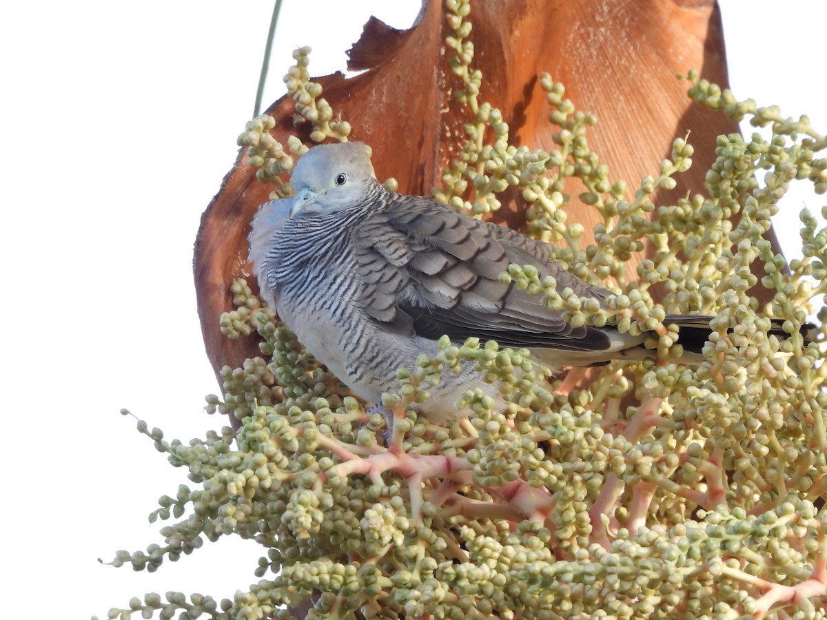 Spotted Dove - Don Manson