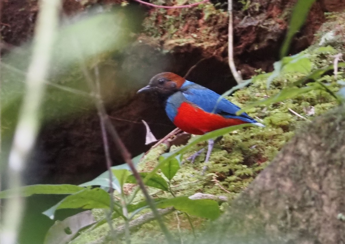 Philippinen-Blaubrustpitta [erythrogaster-Gruppe] - ML550888491