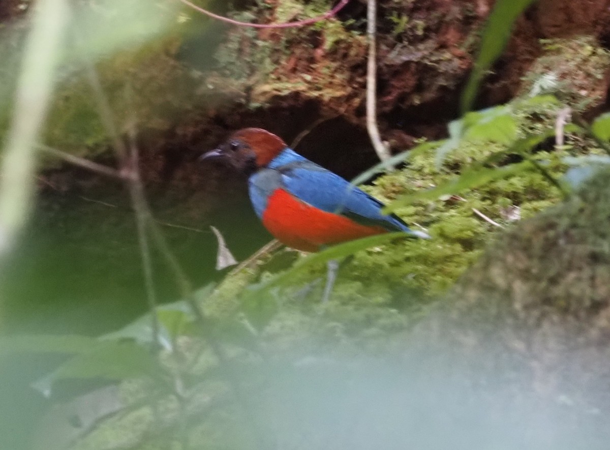 Philippinen-Blaubrustpitta [erythrogaster-Gruppe] - ML550888521