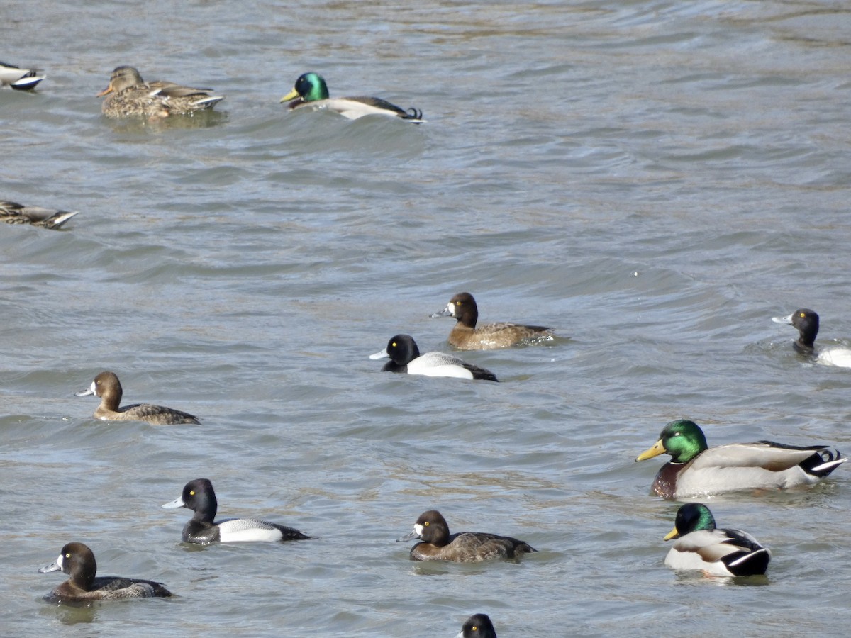 Greater Scaup - Paul Weier & Jennifer Schulz