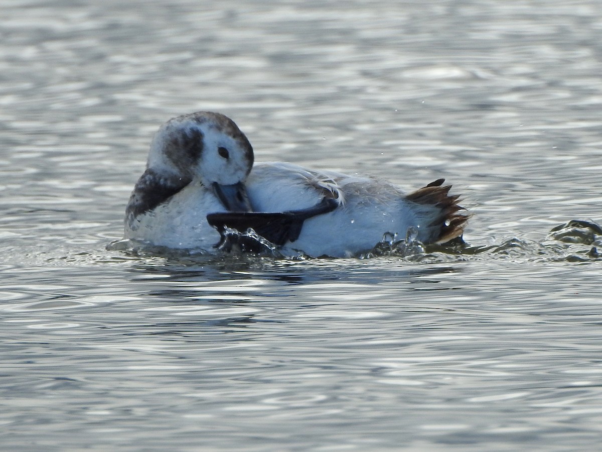 Long-tailed Duck - ML550888681