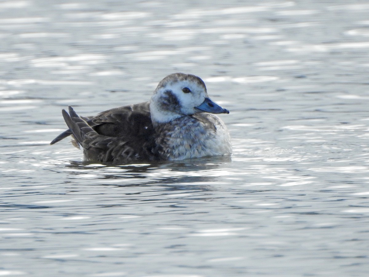 Long-tailed Duck - ML550888711