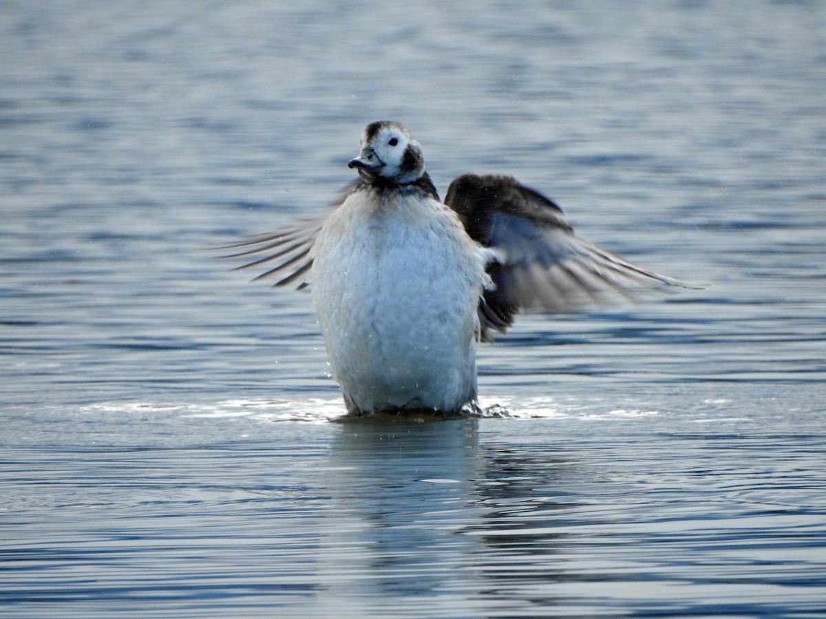 Long-tailed Duck - ML550888901