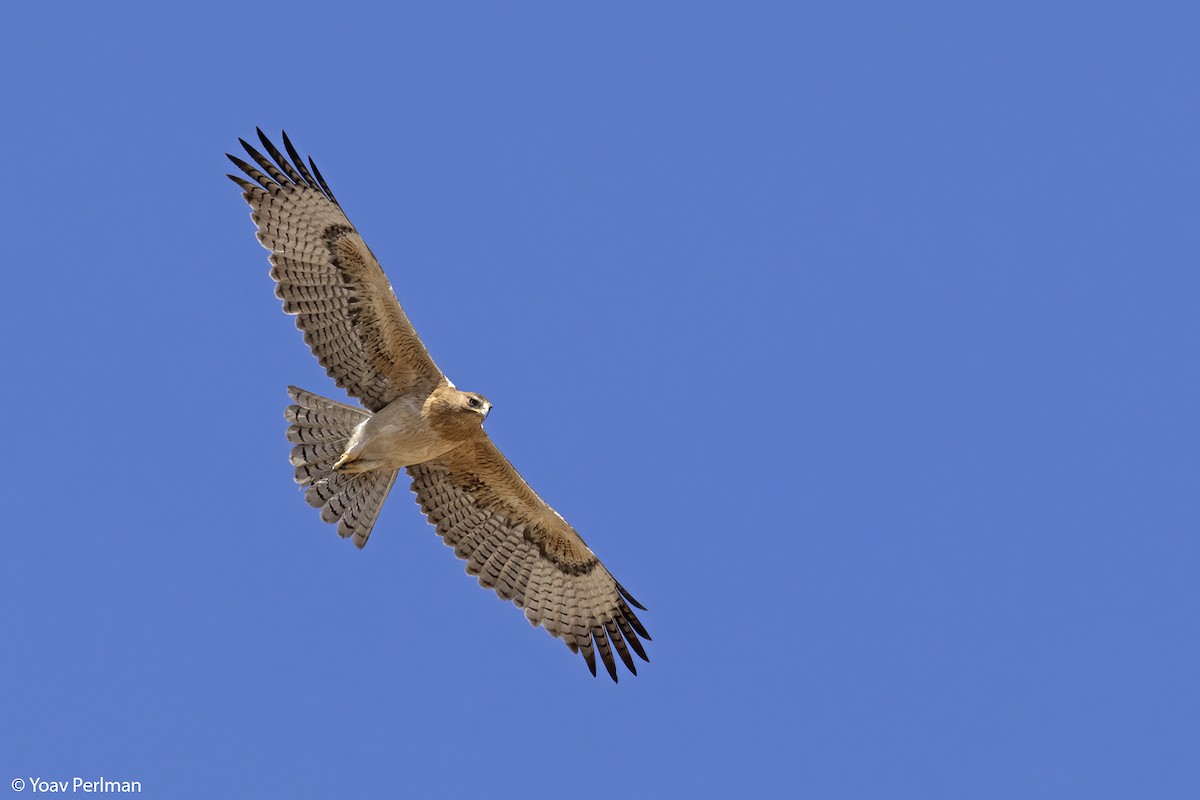 Águila Perdicera - ML550889131