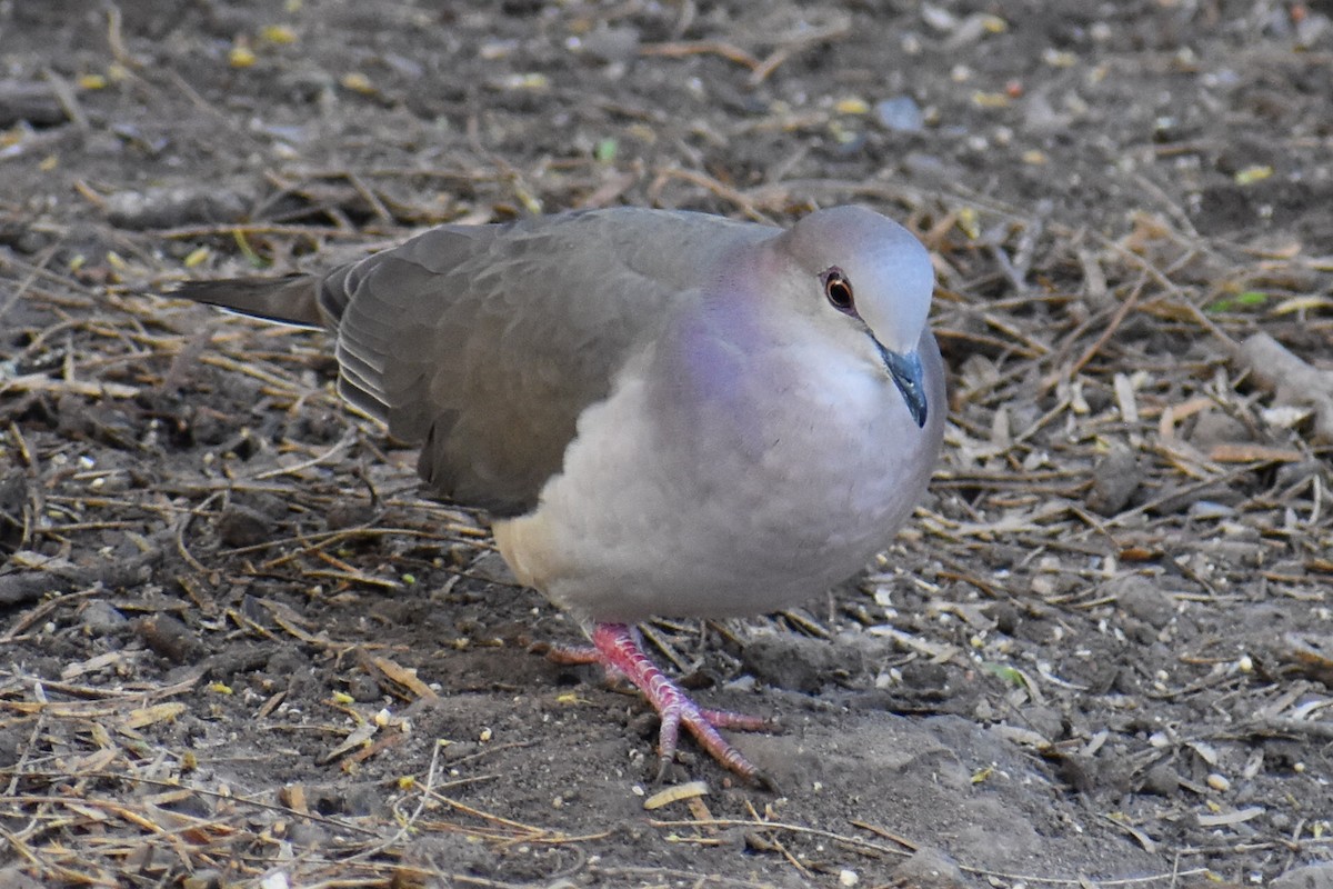 White-tipped Dove - Zachary Perry