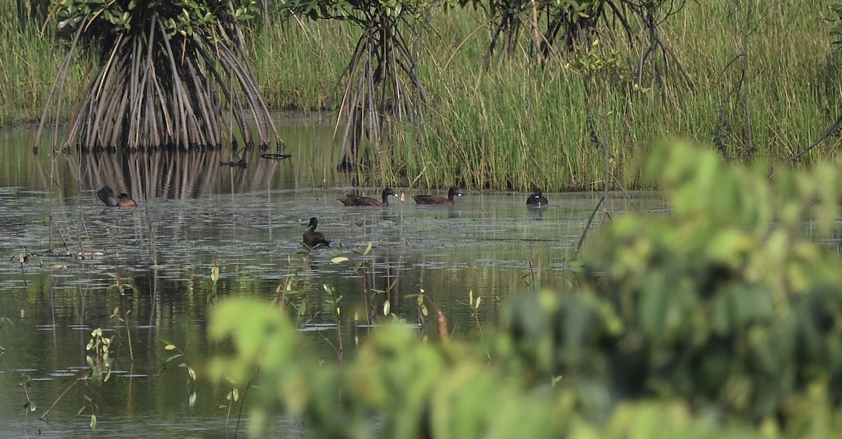 Hartlaub's Duck - ML550889451