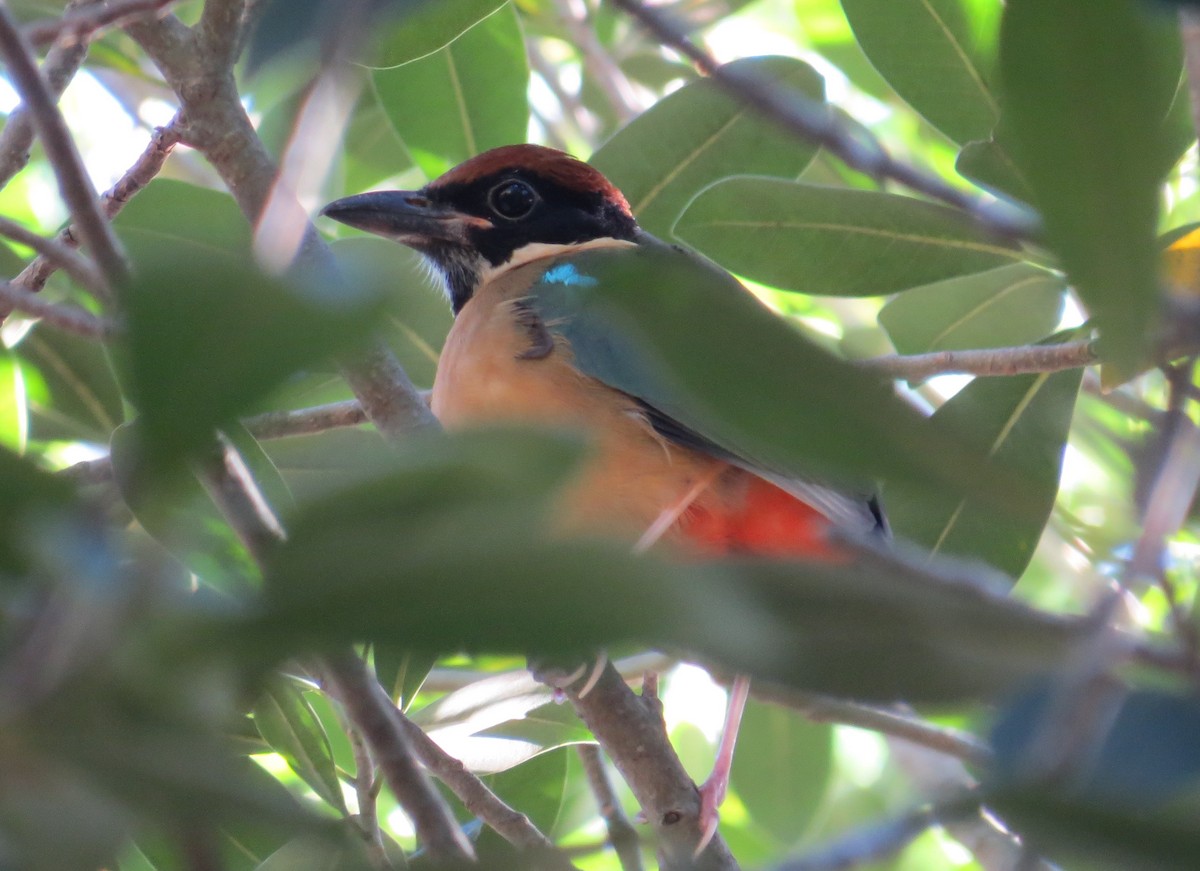 Noisy Pitta - Elliot Leach