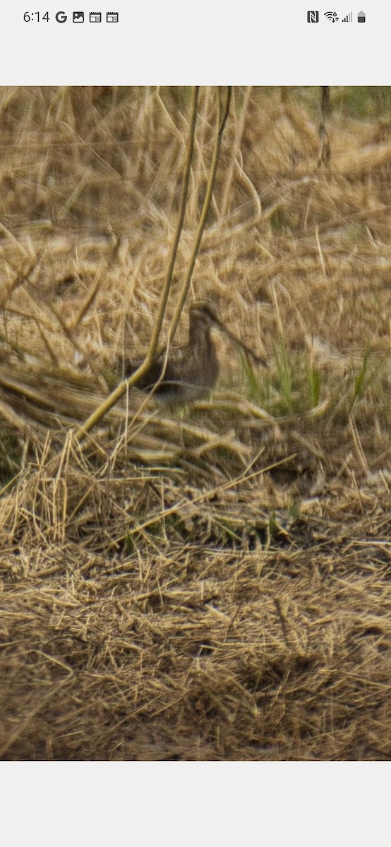 Wilson's Snipe - ML550890581