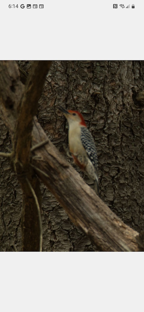 Red-bellied Woodpecker - ML550890691