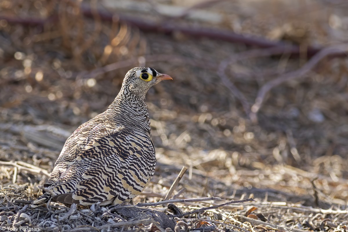 Lichtenstein's Sandgrouse - Yoav Perlman