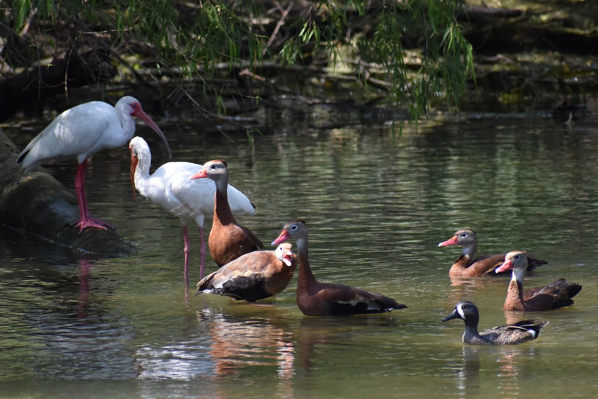 Black-bellied Whistling-Duck - Zachary Perry