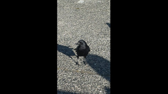 American Crow - ML550892561