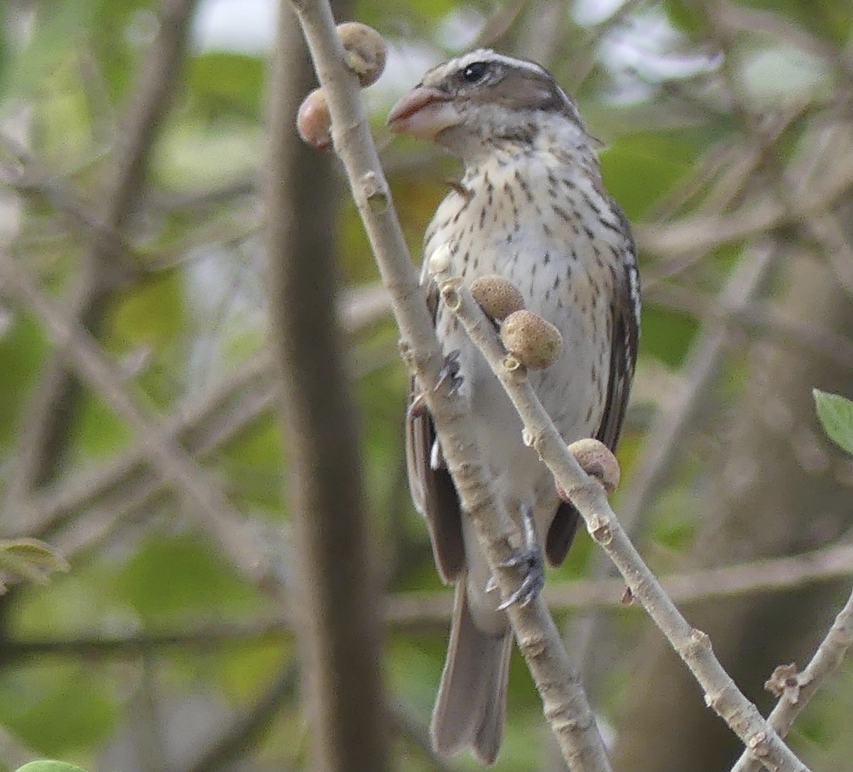 Rose-breasted Grosbeak - Paul Bentinck