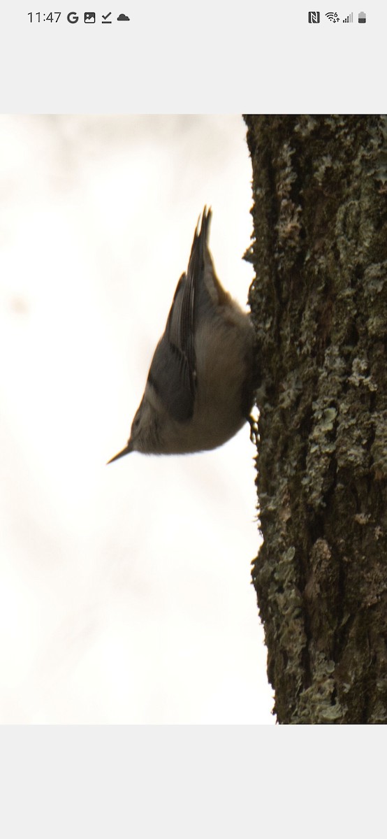 White-breasted Nuthatch - ML550893181