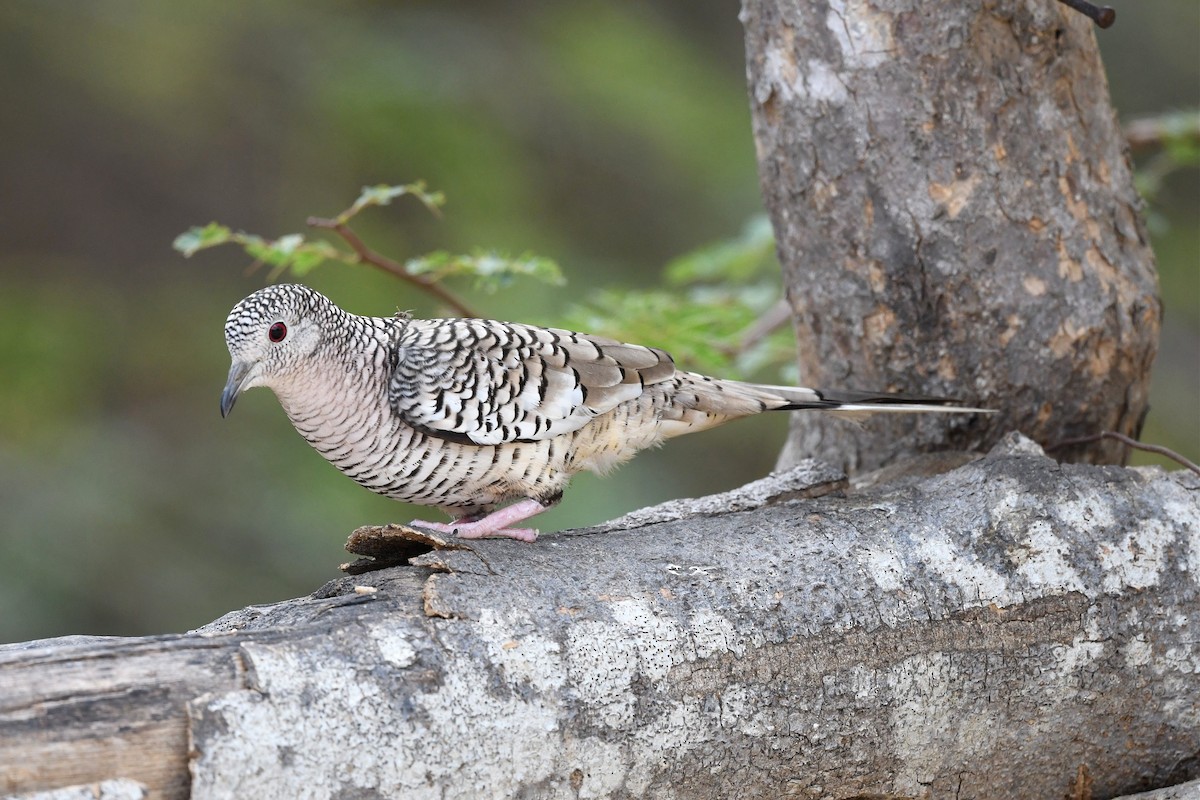 Scaled Dove - Jerry Chen