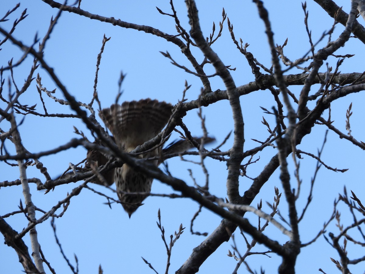 Red-shouldered Hawk - ML550894391