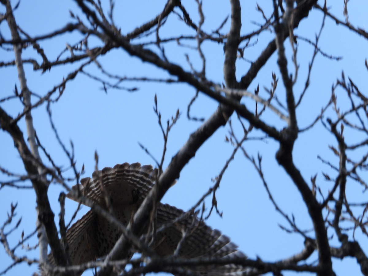 Red-shouldered Hawk - ML550894481