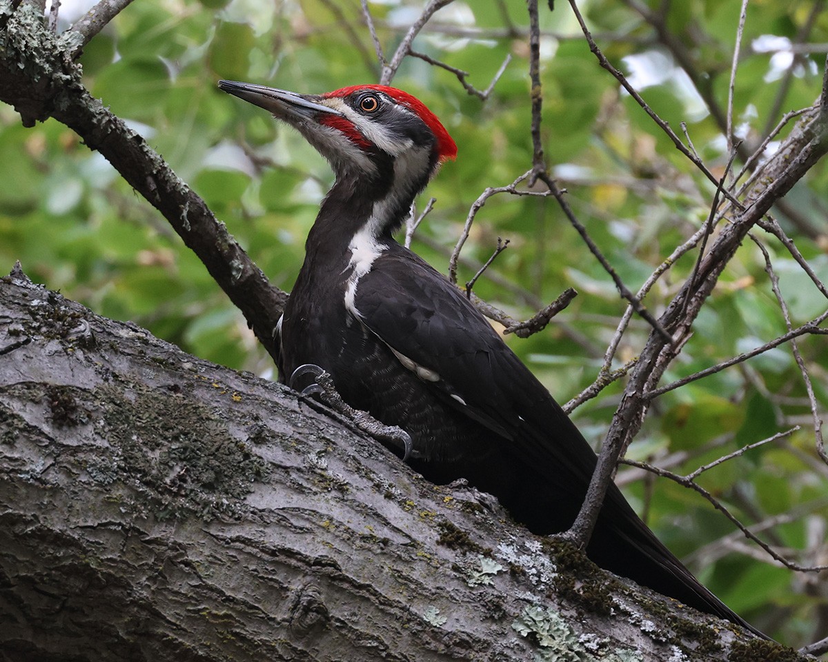 Pileated Woodpecker - ML550894541