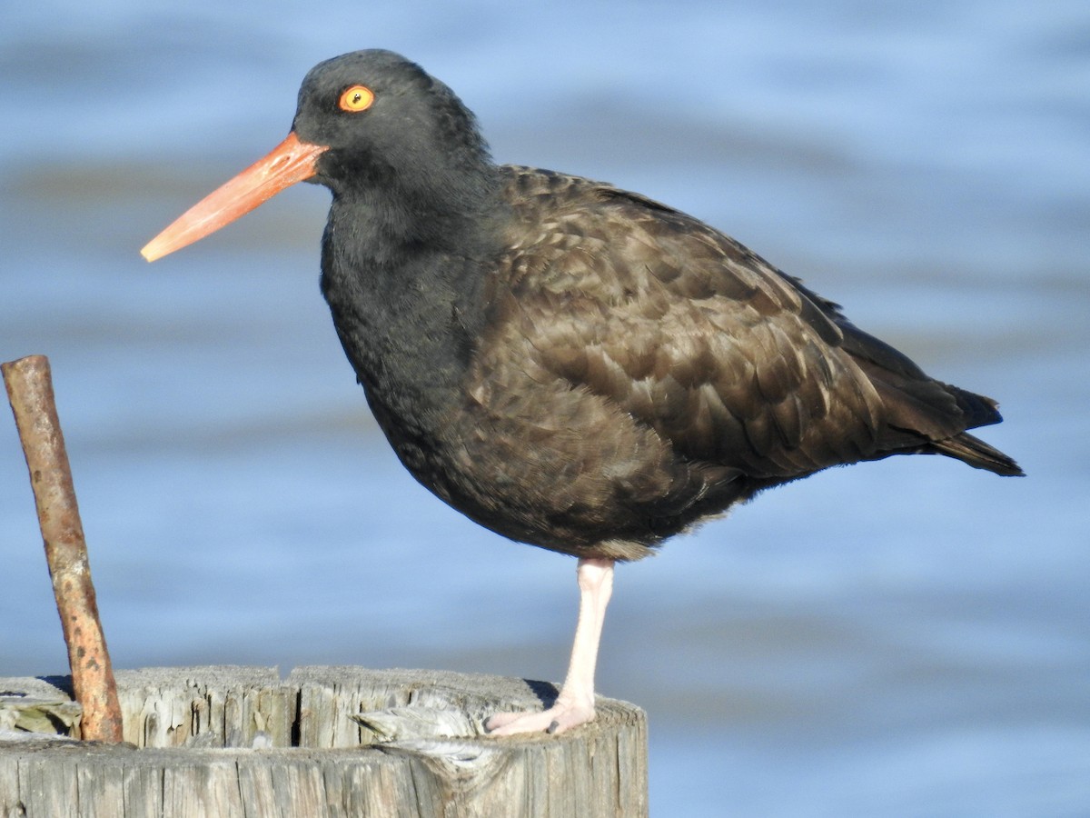 Black Oystercatcher - ML550895781