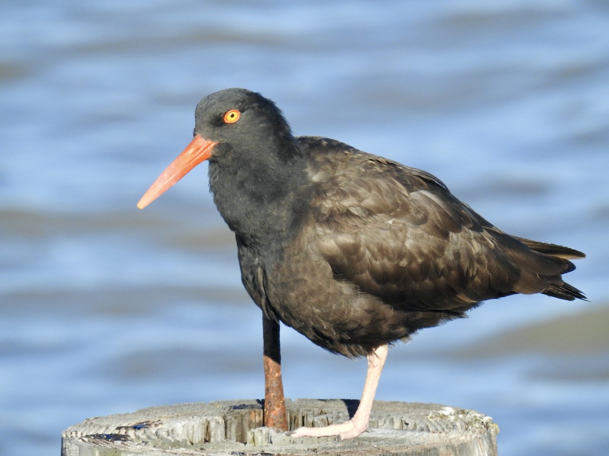Black Oystercatcher - ML550895791