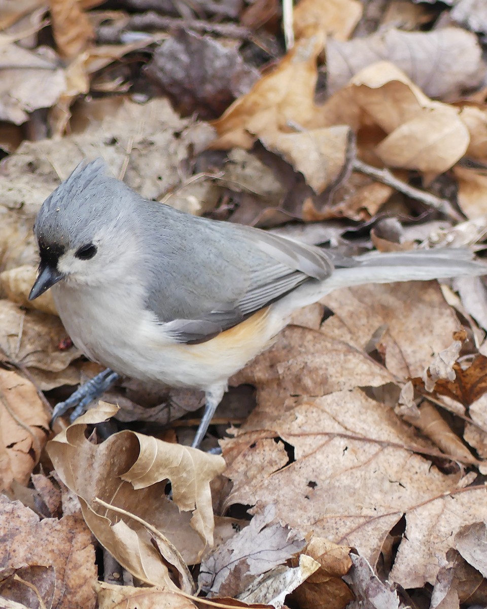 Tufted Titmouse - ML550897351