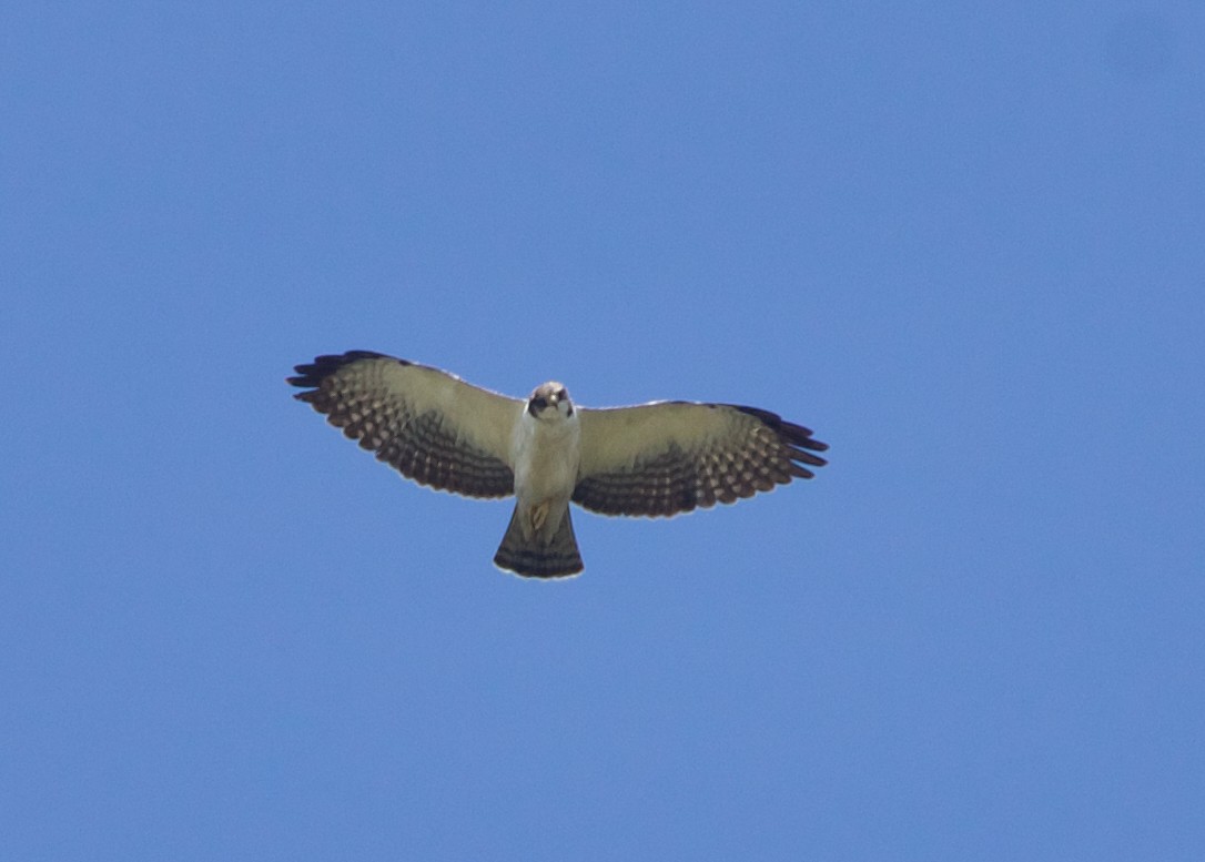 Short-tailed Hawk - ML550897481