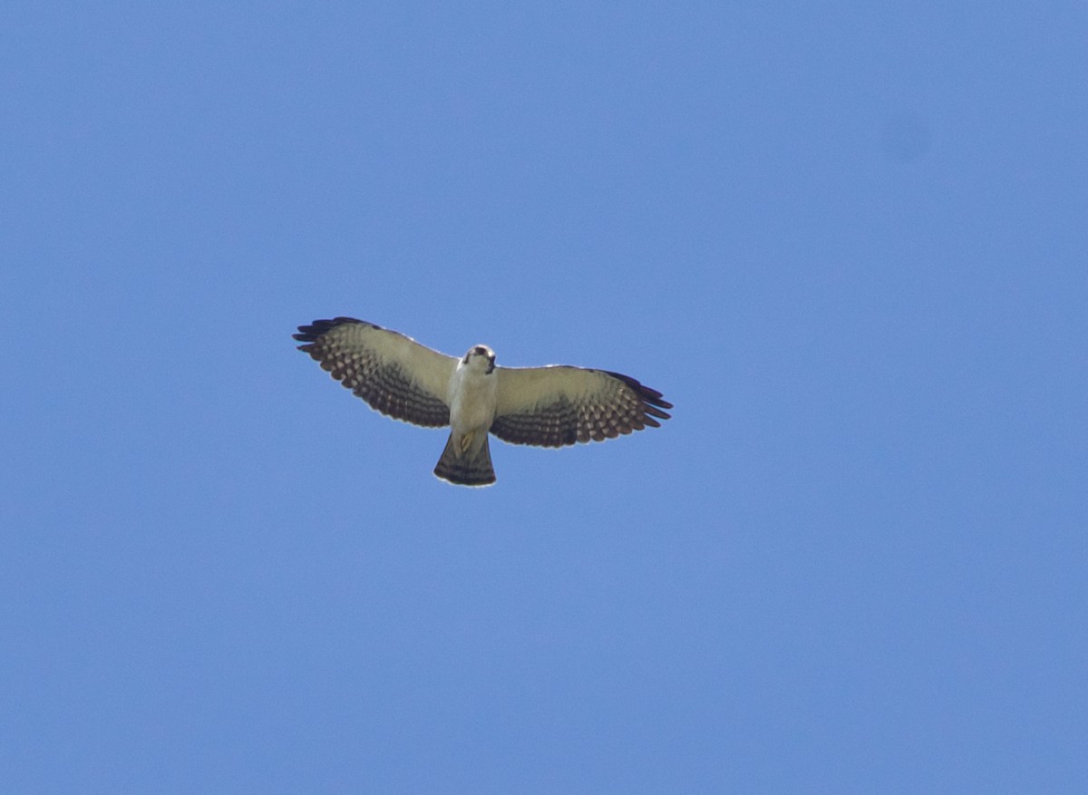 Short-tailed Hawk - ML550897491