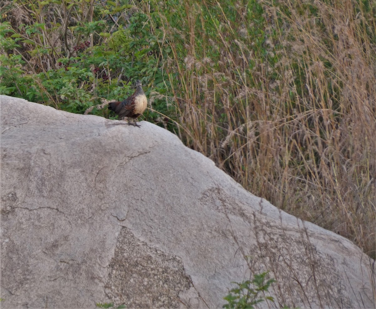 Painted Spurfowl - Santharam V