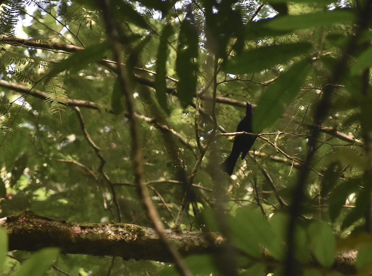 Drongo de forêt - ML550897561