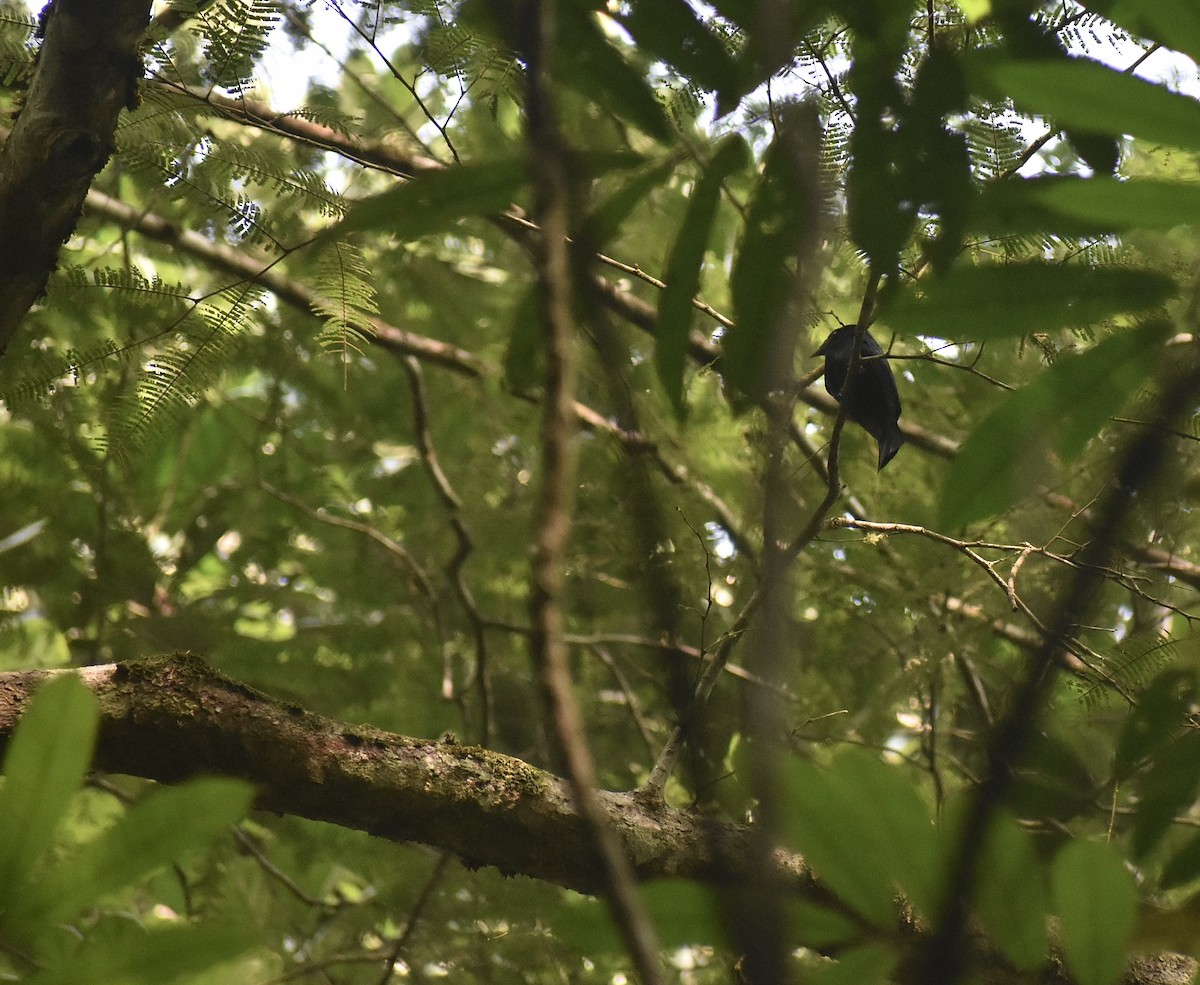 Drongo de forêt - ML550897571