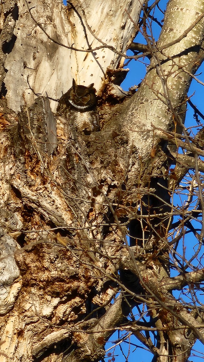 Great Horned Owl - ML550897811