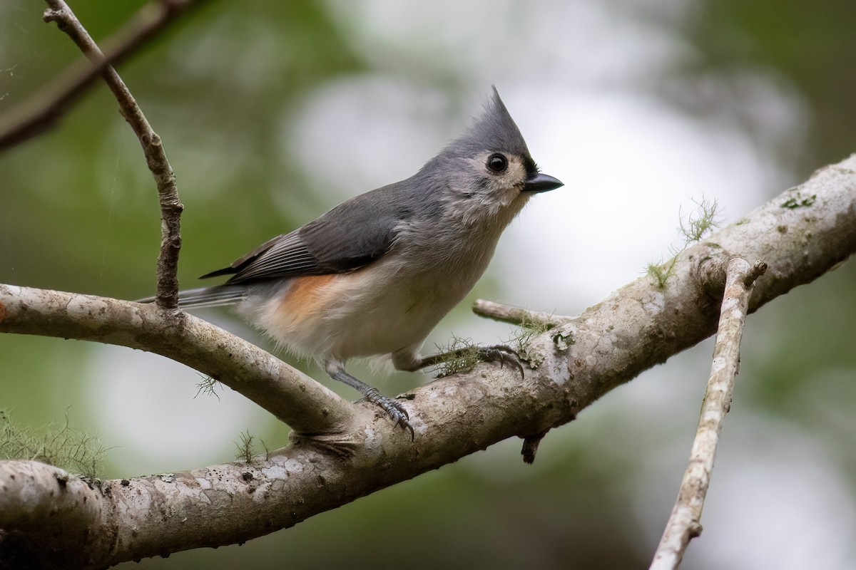 Tufted Titmouse - ML550898541