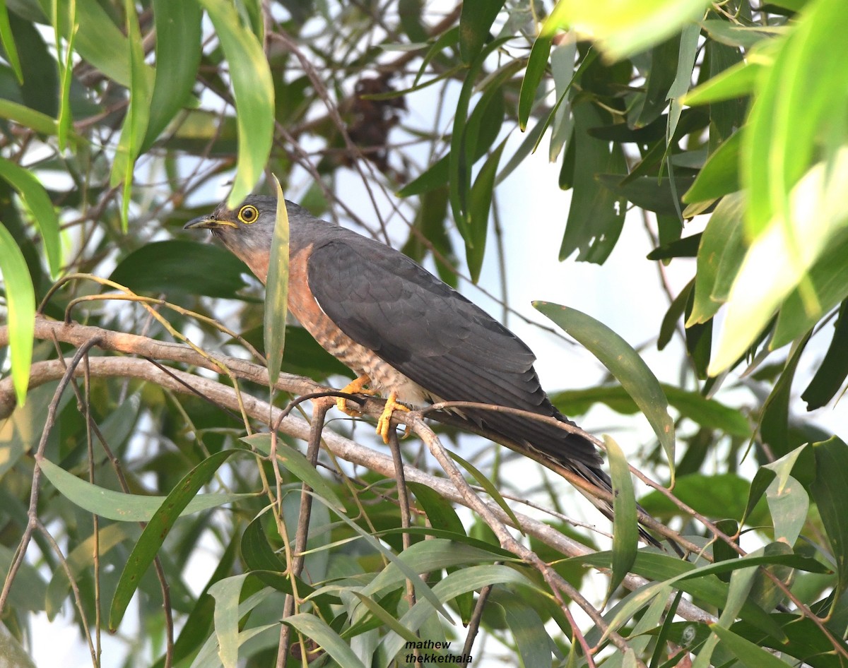 Common Hawk-Cuckoo - ML550898991