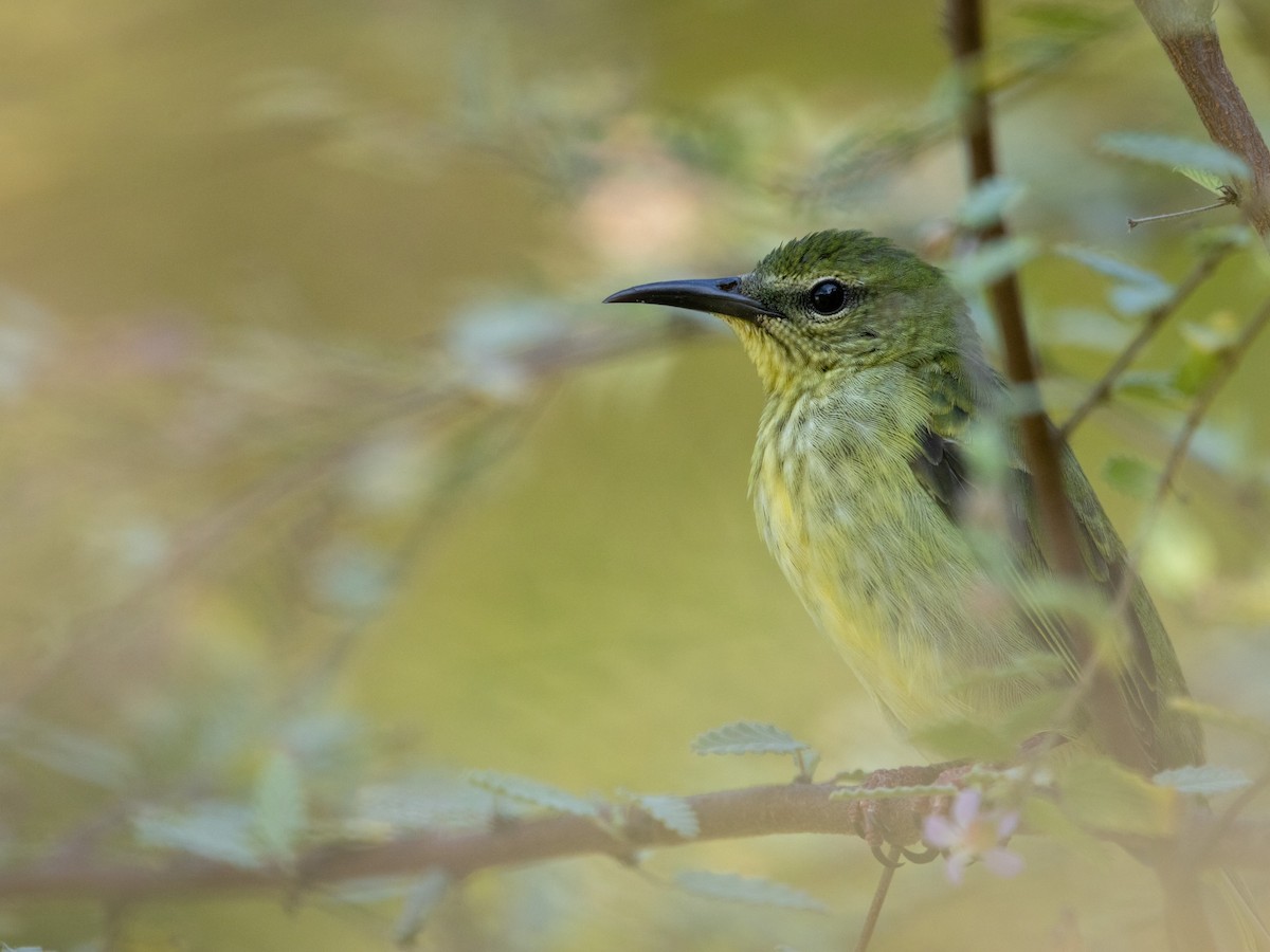 Red-legged Honeycreeper - ML550900181