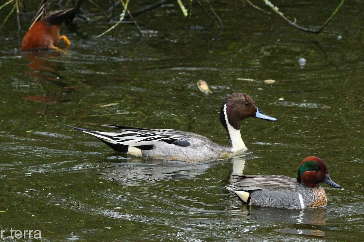 Northern Pintail - ML550901001