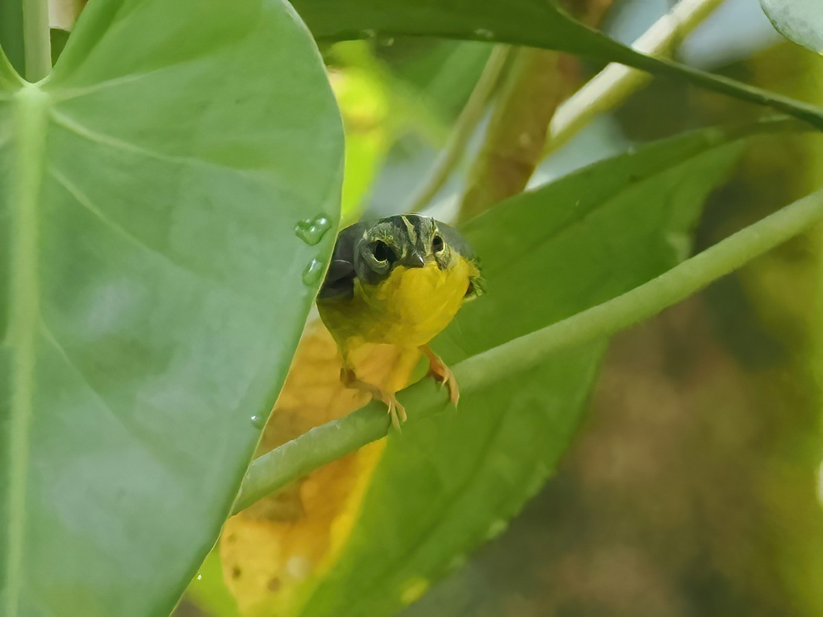 Golden-crowned Warbler - ML550901391