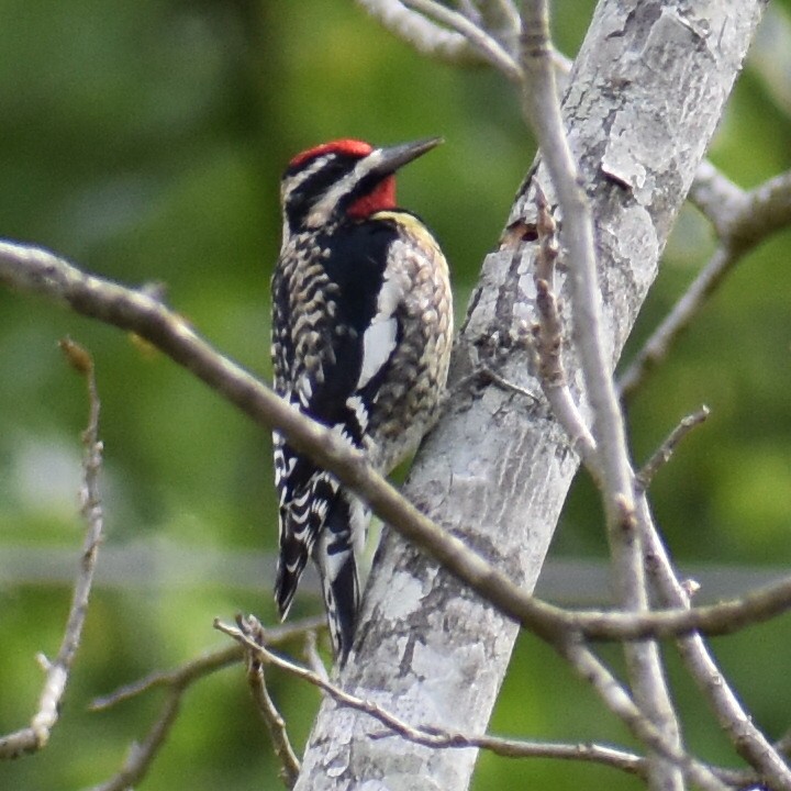 Yellow-bellied Sapsucker - ML550901971