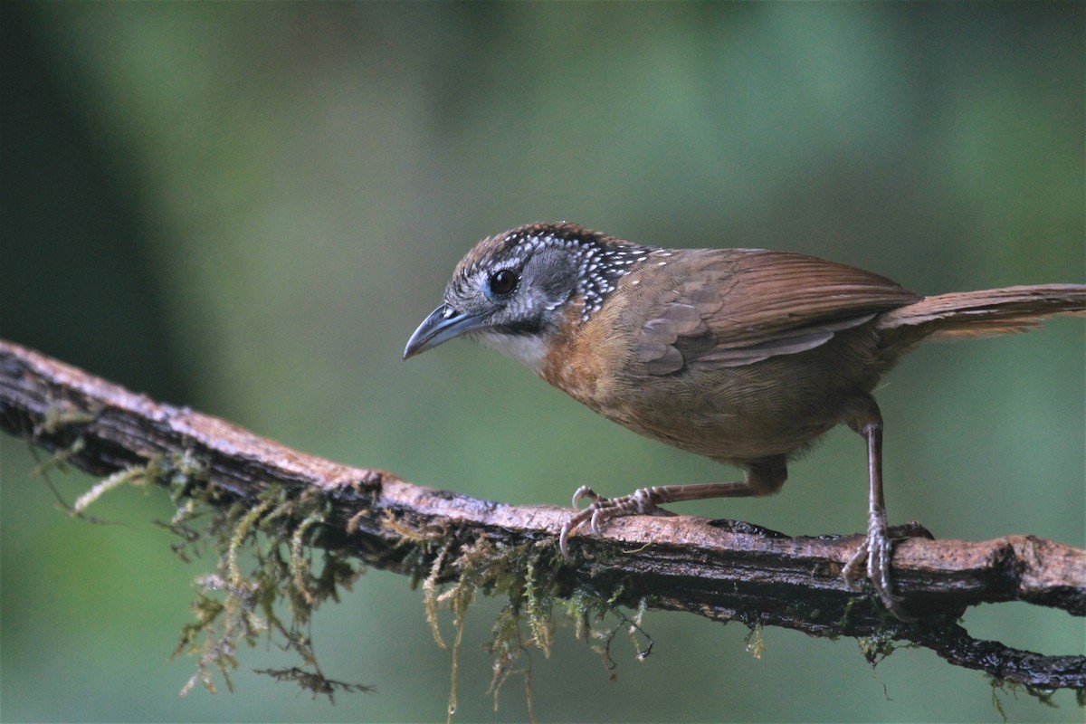 Spot-necked Babbler - Steven An